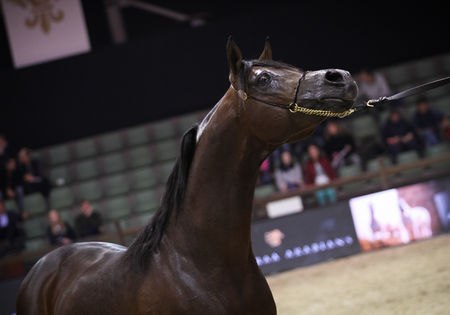 Succesvol EK voor Arabische Volbloedpaarden