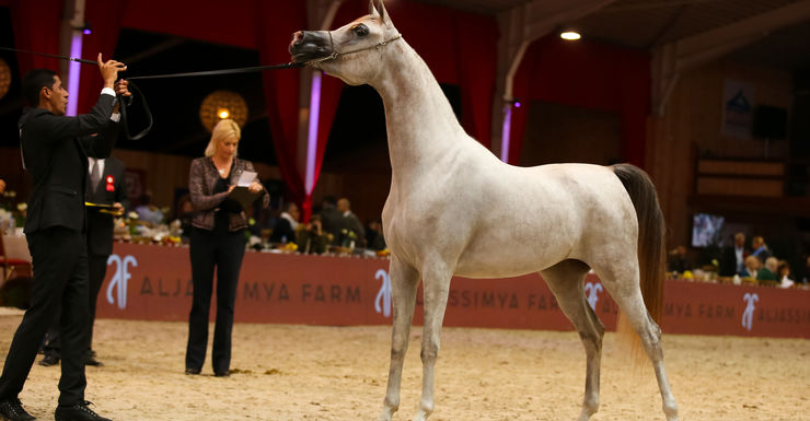 Topsport en show gaan hand in hand tijdens EK