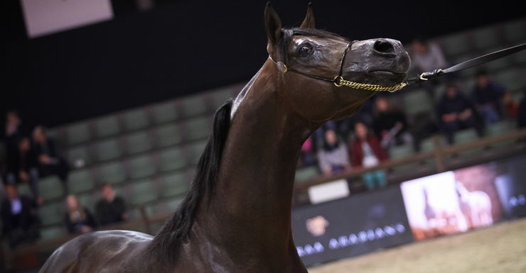 Succesvol EK voor Arabische Volbloedpaarden